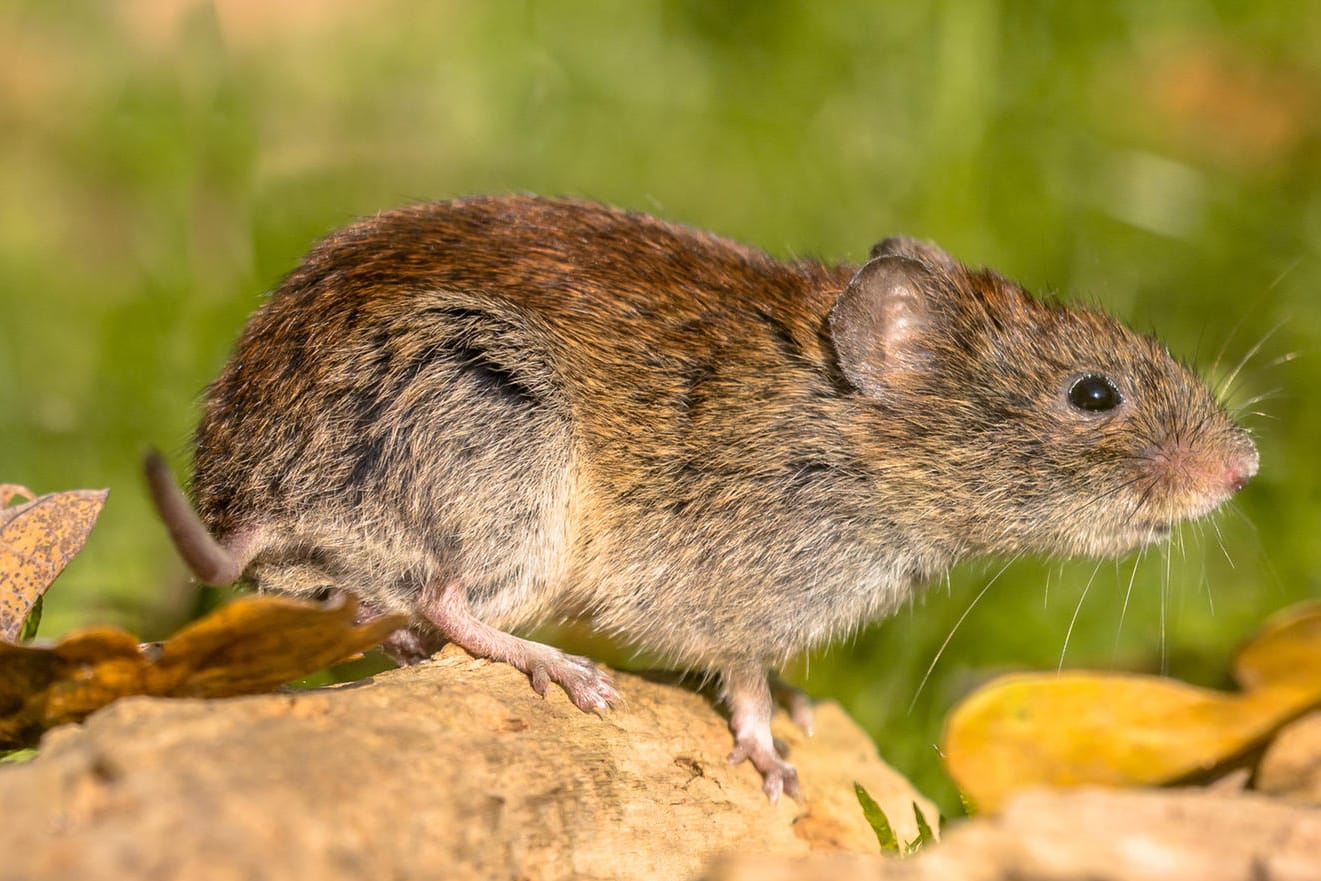 Rötelmaus: Sie kann Hantaviren verbreiten. Rötelmaus: Sie kann Hantaviren verbreiten.