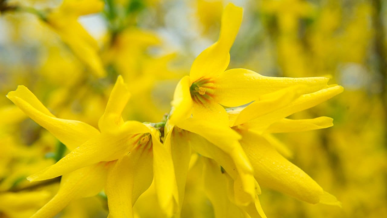 Die Blüten der Forsythie enthalten keinen Nektar, von dem sich Insekten ernähren könnten.