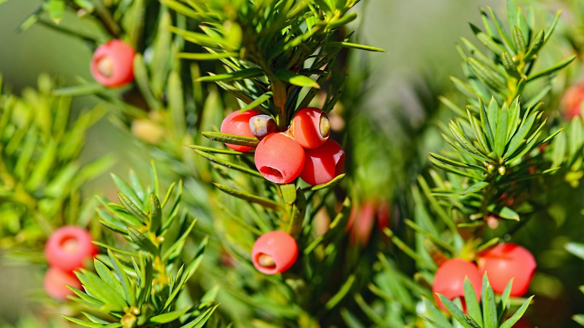 Europäische Eibe (Taxus baccata): Die holzigen erbsengroßen Samen sind giftig, aber das rote Fruchtfleisch nicht.