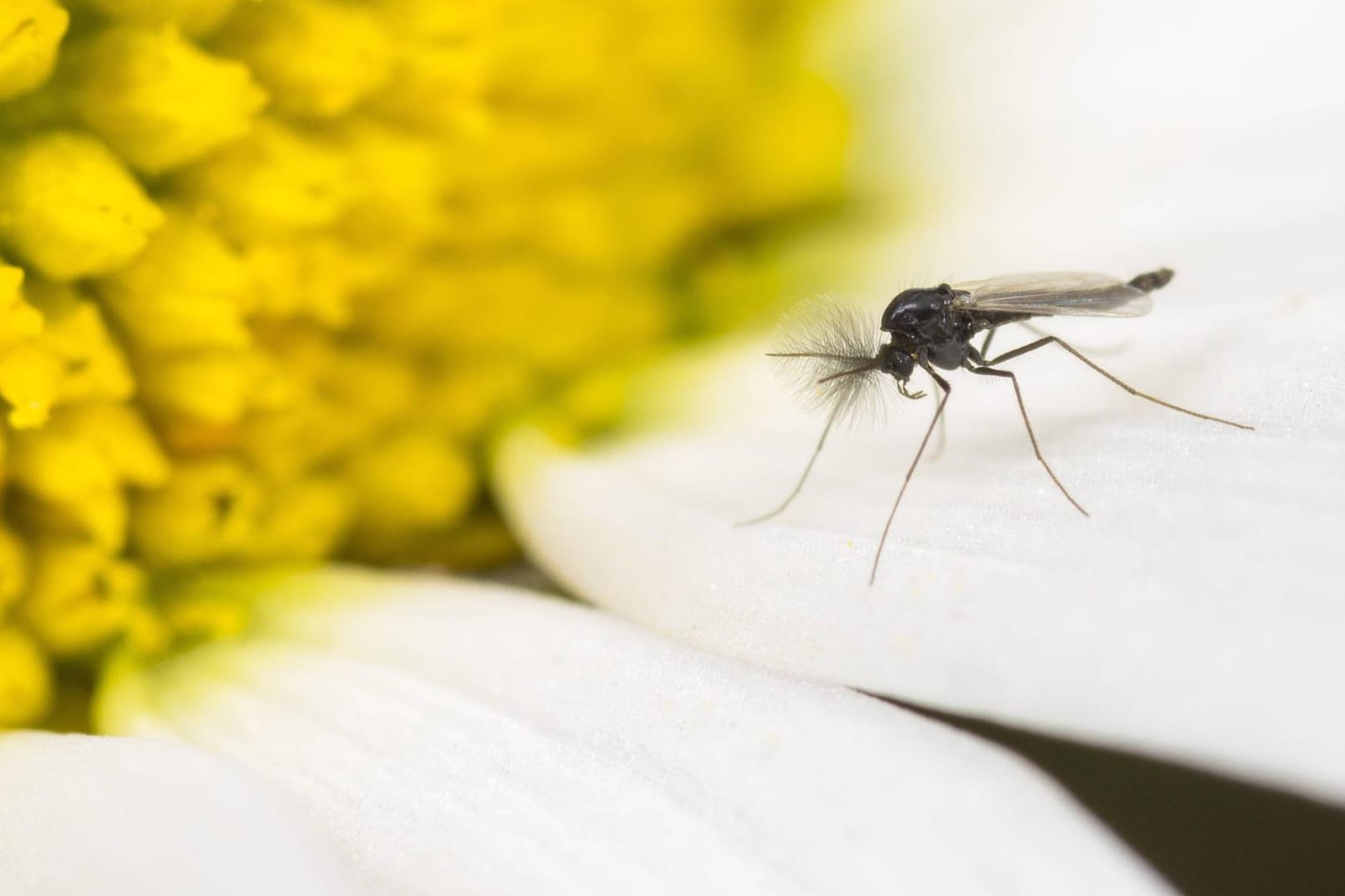 Trauermücken (Sciaridae): Die kleinen Insekten können sich in Blumensträußen verstecken. Trauermücken (Sciaridae): Die kleinen Insekten können sich in Blumensträußen verstecken.