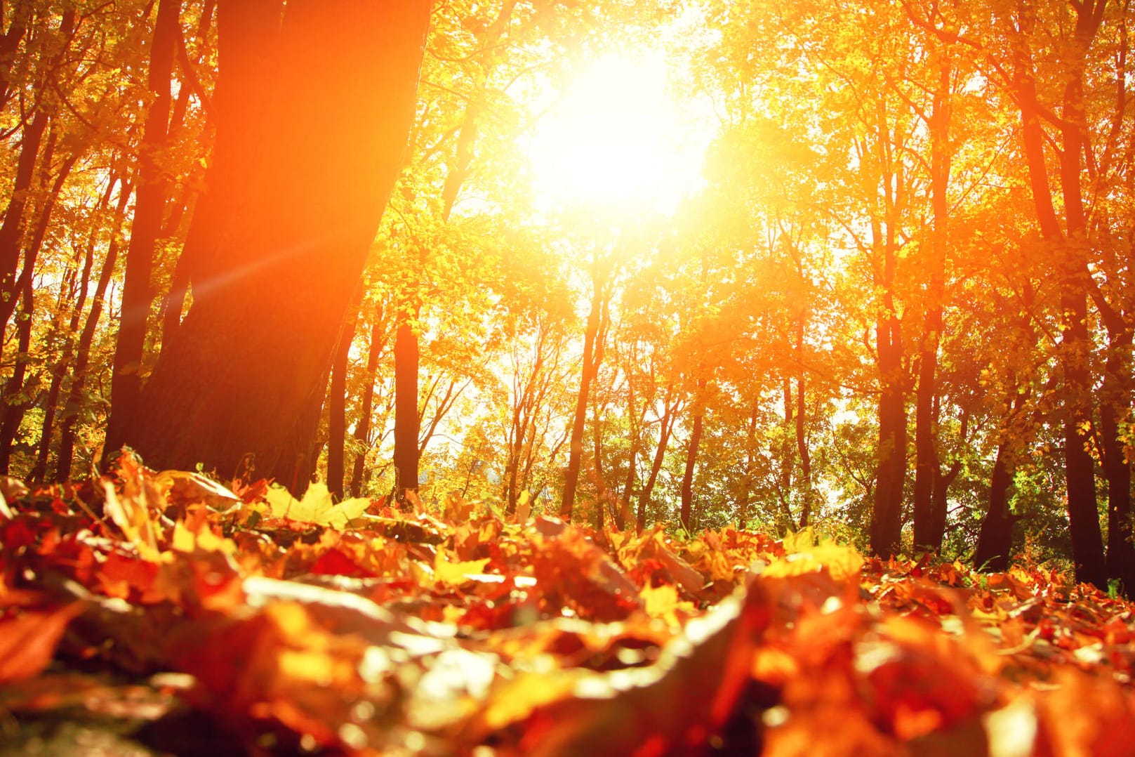 Oktober 2021: Dieser Herbst wird ein guter.