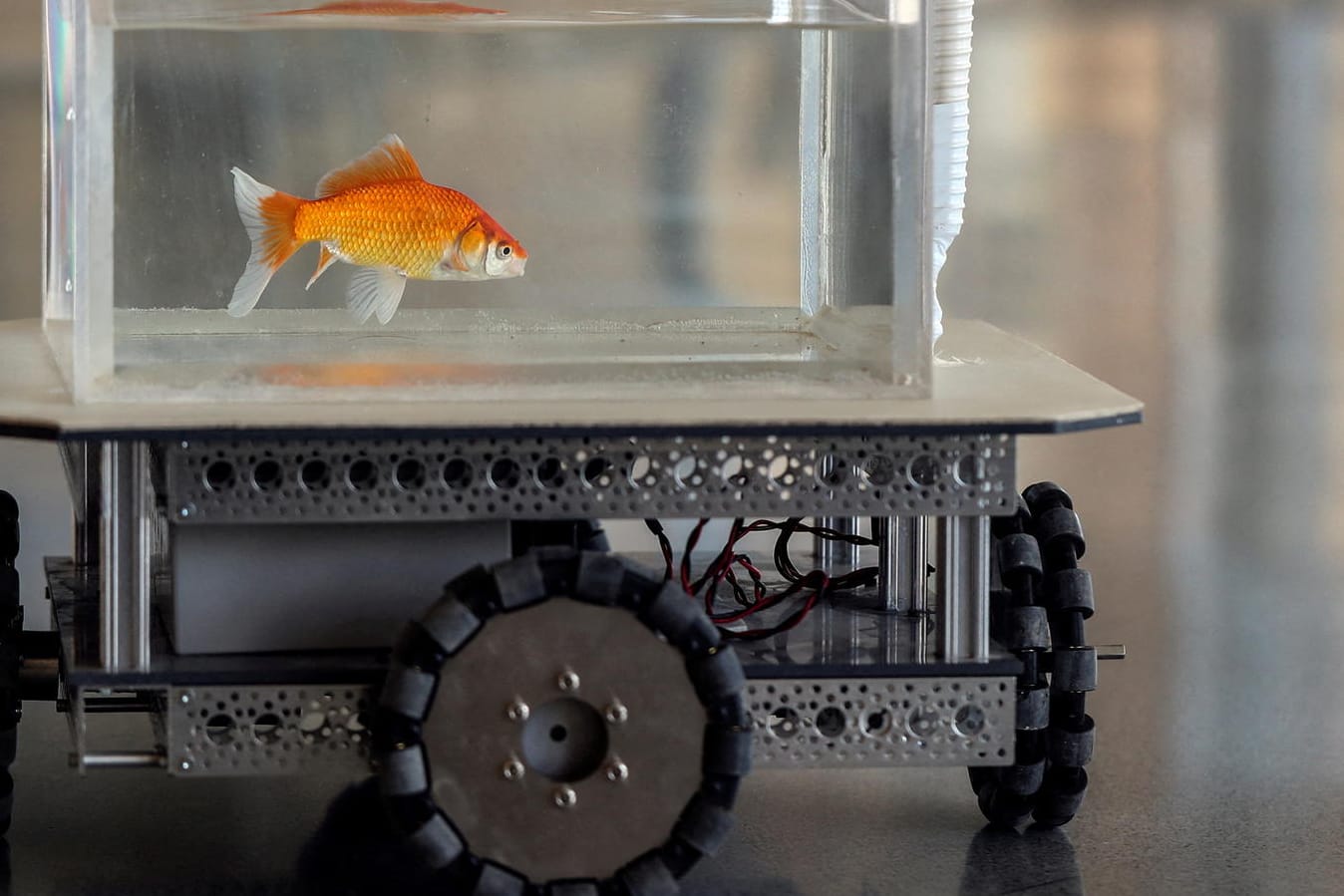 Ein Goldfisch in dem fahrenden Aquarium der Forscher: "Überraschenderweise brauchen die Fische nicht lange, um das Fahren zu lernen". Ein Goldfisch in dem fahrenden Aquarium der Forscher: "Überraschenderweise brauchen die Fische nicht lange, um das Fahren zu lernen".