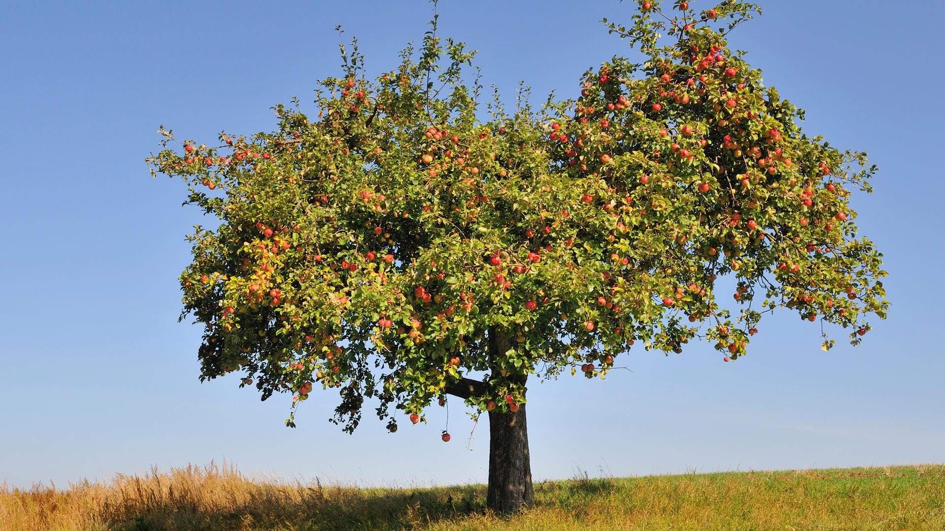 Apfelbaum: Für eine üppige Ernte muss der Baum regelmäßig geschnitten werden. Apfelbaum: Für eine üppige Ernte muss der Baum regelmäßig geschnitten werden.