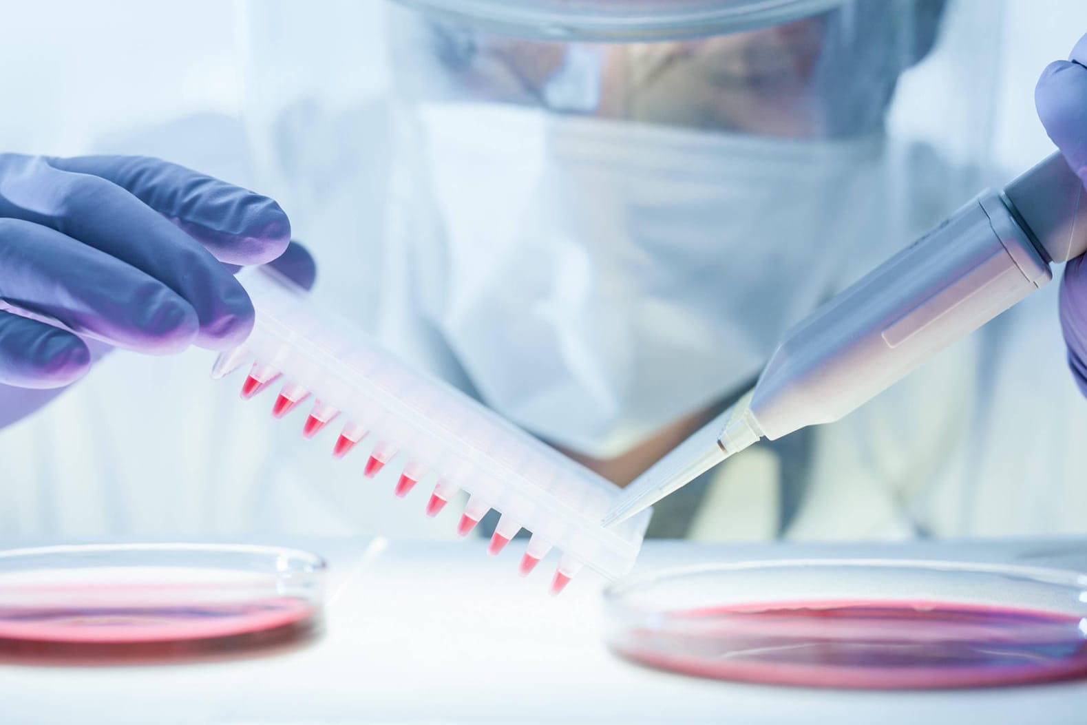 Ein Forscher pipettiert Virusproben in einem Labor (Symbolfoto): Der Omikron-Typ BA.2 unterscheidet sich offenbar deutlich von seinen nächsten Verwandten. Ein Forscher pipettiert Virusproben in einem Labor (Symbolfoto): Der Omikron-Typ BA.2 unterscheidet sich offenbar deutlich von seinen nächsten Verwandten.