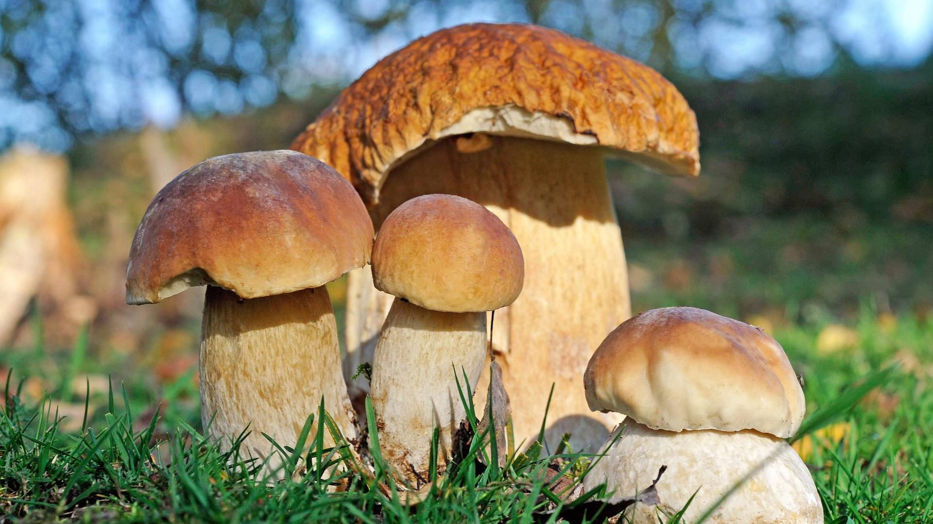 Boletus edulis Boletus edulis