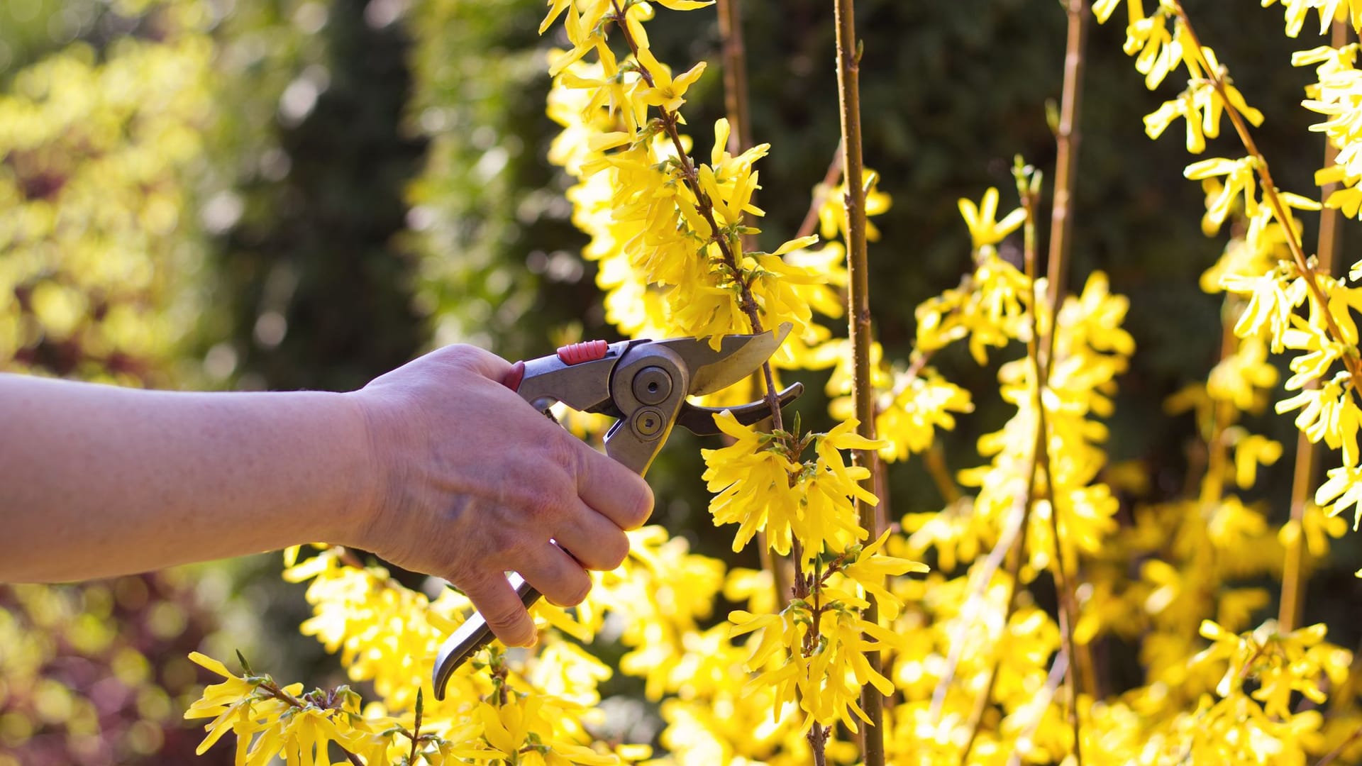 Forsythien: Damit Ihre Pflanze lange blüht, sollten Sie sie zum richtigen Zeitpunkt schneiden. Forsythien: Damit Ihre Pflanze lange blüht, sollten Sie sie zum richtigen Zeitpunkt schneiden.
