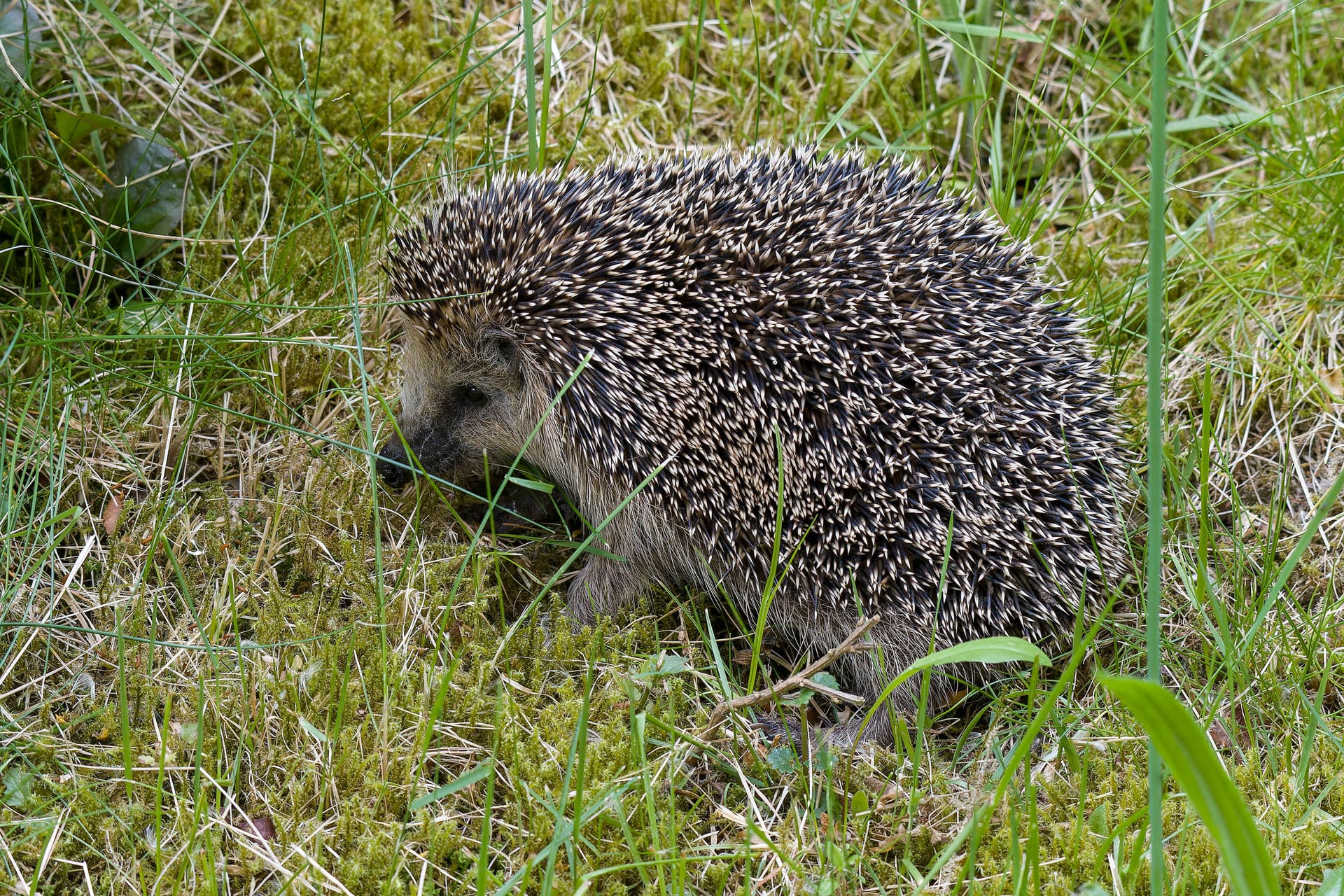 Igel: Die Säugetiere könnten bald vom Aussterben bedroht sein. Igel: Die Säugetiere könnten bald vom Aussterben bedroht sein.