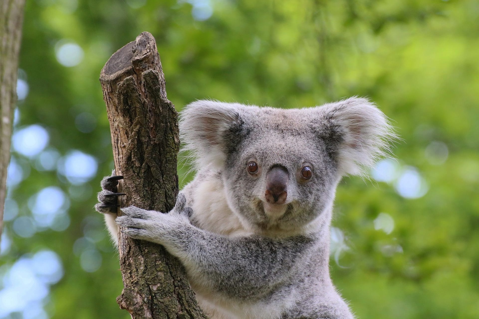 Ein Koala im Duisburger Zoo (Archivbild): Die Beuteltiere werden seit Jahrzehnten im Ruhrgebiet gehalten und erfolgreich gezüchtet. Ein Koala im Duisburger Zoo (Archivbild): Die Beuteltiere werden seit Jahrzehnten im Ruhrgebiet gehalten und erfolgreich gezüchtet.