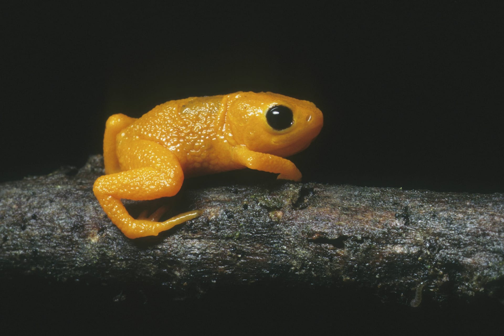 Mini-Frosch: Der brasilianische Goldfrosch ist eine weitere Art der Brachycephalus-Familie. Mini-Frosch: Der brasilianische Goldfrosch ist eine weitere Art der Brachycephalus-Familie.