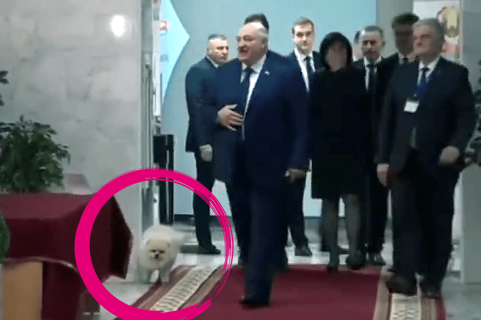 Hund Umka ist stets an der Seite des Diktators: Das Video zeigt, wie dieser im Wahllokal für eine seltsame Szene sorgt.