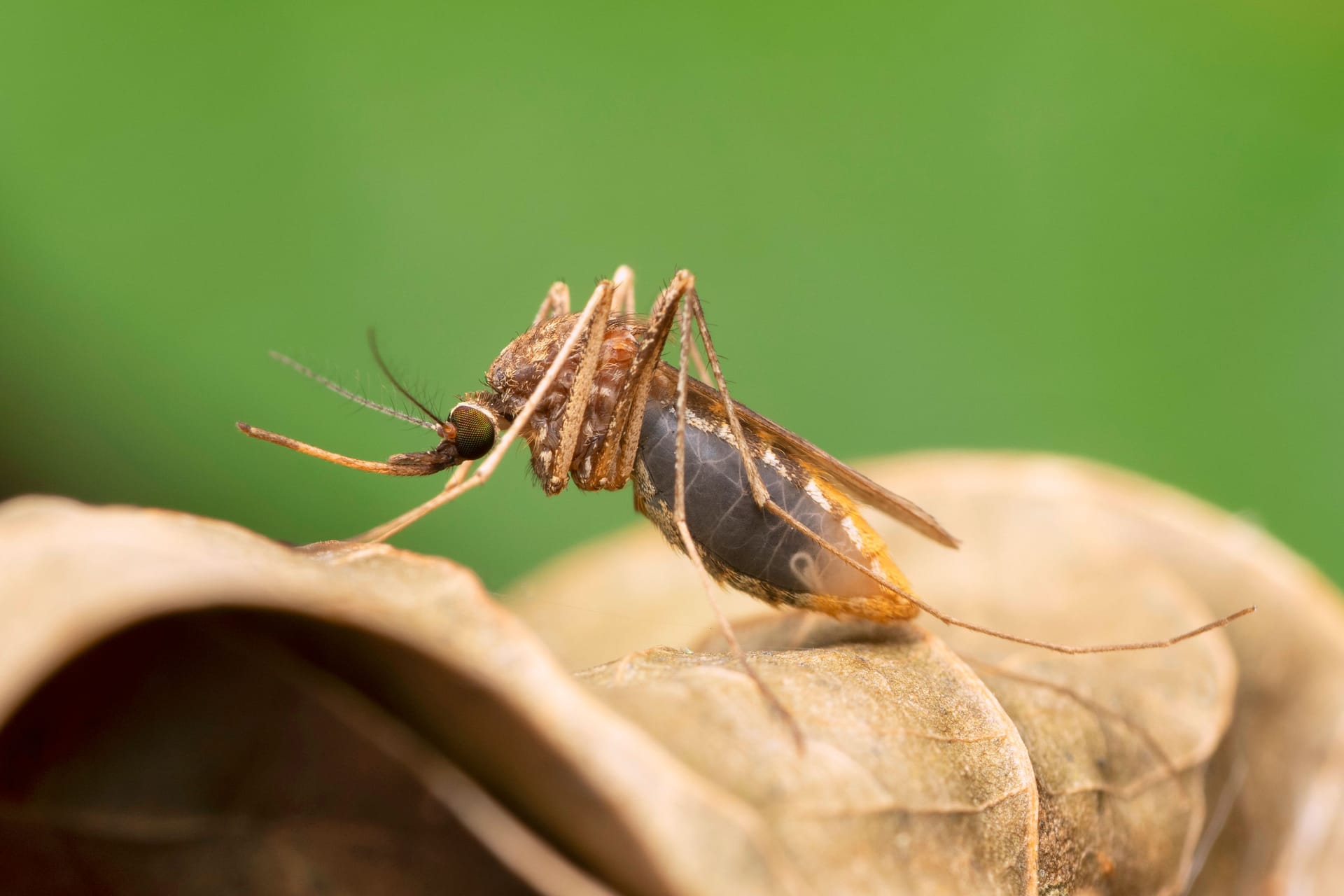 imago559334006 imago559334006