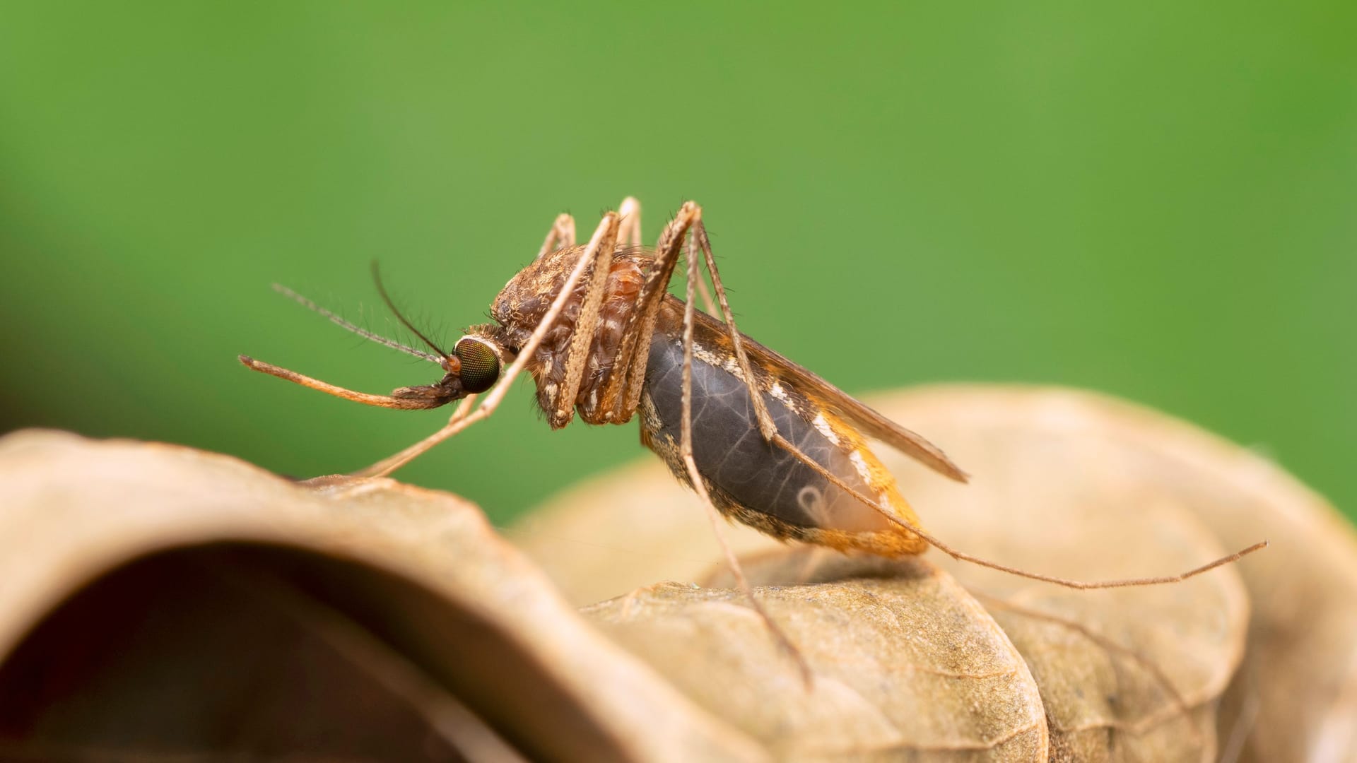 imago559334006 imago559334006